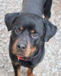 Look at pictures of rottweiler puppies who need a home. Dog For Adoption Aldos A Rottweiler Mix In Irwin Pa Petfinder