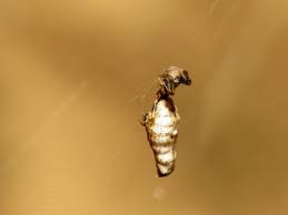 Image result for Micractis