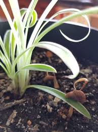 Fungus gnats reproduce by laying eggs in the top couple inches of damp soil. Getting Rid Of Mushrooms Growing In Houseplant Soil Gardening Know How
