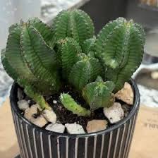 Image result for Allophylus tanzaniensis