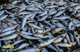 The product looked like in the picture and smelled really good. Surstromming Schwedische Fisch Delikatesse Oder Nicht Einfachschweden De
