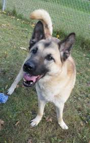 These pups inherited some of the best qualities from both of their parents. German Shepherd Akita Mix Boxer Mix Puppies Shepherd Dog Mix Dog Breeds