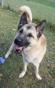 Kayti the 50% german shepherd, 50% akita mix (akita shepherd) at 2 1/2 years old. Pin On Mix Dogs