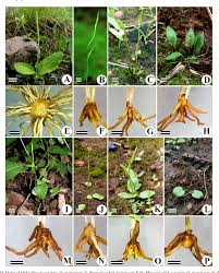 Image result for Ophioglossum costatum