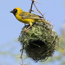 Birds Of A Feather Cast 2020 Engineering Birds In 2020 Birds Bird Nest World S Best