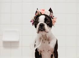 Welcome to bubble's pet salon and spa. Woof Worthy Pet Spas In Irvine Skyloft Apartments