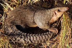 Malaio, filipino, chinês e gigante. Mais De Um Milhao De Pangolins Foram Mortos Na Ultima Decada Noticias Ambientais
