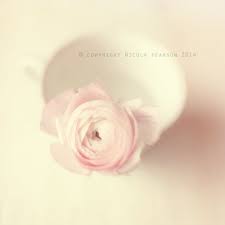 Ranunculus Flower Still Life Photo Print By Secretgardentwo 13 00 Still Life Photos Flowers Flower Photos