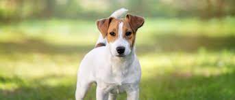 It all started when a sweet little jack came into our fold and needed a name. Parson Russell Terrier All About Dogs Orvis
