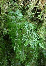 Image result for Hymenophyllum tunbridgense