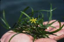 Image result for Heteranthera callifolia
