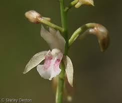 Image result for Oeceoclades maculata × quadriloba