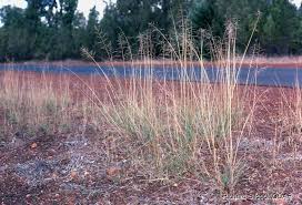 Image result for Eragrostis curvula