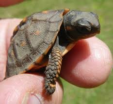 Surprise Eastern Box Turtle Hatchling Discovered Turtle Journal