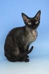 Devon Rex Cat Breed Information, Pictures, Characteristics ...