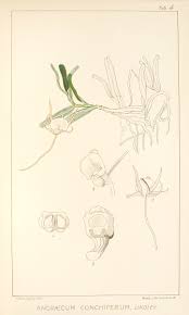 Image result for Angraecum conchiferum
