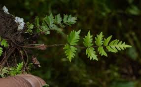 Image result for Pellaea boivinii