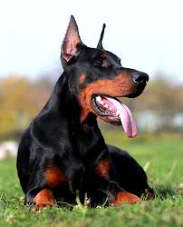 parlak tuylu korkusuz kopek dogs animals