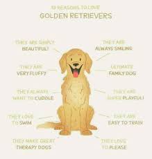 Illinois licensed breeder specializing in poodle mixes goldens and french bulldogs for companionship. Miscellaneous Arkansas River Golden Retrievers