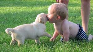 199 all dog breeds as puppies. Cute Puppies And Babies Playing Together Compilation 2018 Youtube