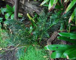 Image result for Macrotyloma stenophyllum