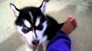 Sarah hodgson is a dog and puppy behavior expert and the author of many bestselling books on dog training. Siberian Husky Puppy Training Like A Boss Youtube
