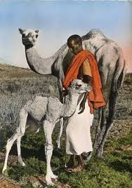 Vintage Somali Nomadic Man With His Camels Somali Pictures African Culture
