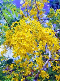 Maybe you would like to learn more about one of these? Blooming Now Golden Shower Tree Edison And Ford Winter Estates