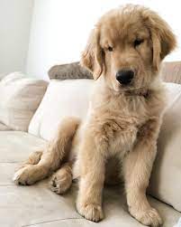 Master hunter sired, fc afc & mh grandsires. Chester On Instagram Mama Always Said My Head Was So Big Bc They Had To Fit All Dem Brains Somewhere Youissmart Youiskind Youisimpawtent