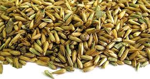 Image result for Achyranthes aspera