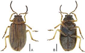 Image result for Otiophora multicaulis