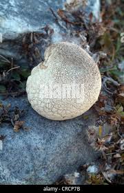 Image result for Scleroderma sp.