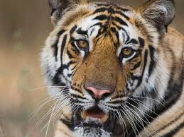 Fifa 16 tigres liga bancomer mx. Donde Y Como Viven Los Tigres Historias Descubre Wwf