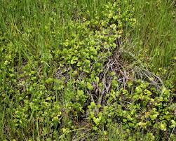 Image result for Marsilea ephippiocarpa