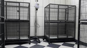 Kedi Kopek Pansiyonu Medivet Veteriner Klinigi