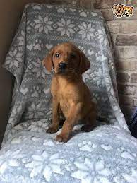Kc Registered Fox Red Labrador Puppy Llanelli Carmarthenshire Pets4homes Fox Red Labrador Red Labrador Labrador Puppy