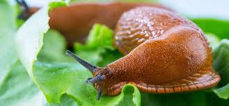You've probably heard that salt works great for killing slugs, but you should know a few things beforehand to see if it's the right choice for you. 10 Home Remedies For Slugs