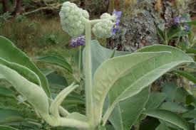 Image result for Solanum mauritianum