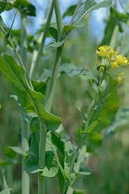 Image result for Brassica rapa