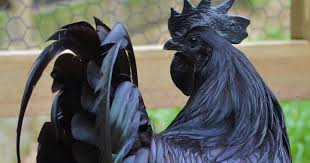 Resultado de imagen de animal invisible alborés