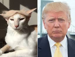 Pin On Makes Me Smile