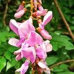 Image result for Millettia drastica