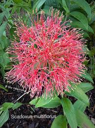 Image result for Scadoxus cinnabarinus