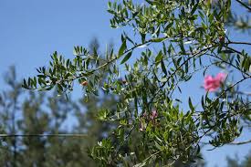 Image result for Osyris