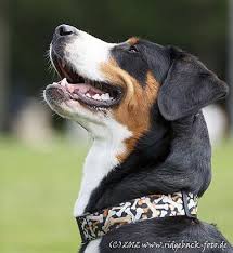 Inhaltsübersicht großer schweizer sennenhund ernährung was und wie viel braucht mein sennenhund? Grosser Schweizer Sennenhund Rasseportrait Planet Hund
