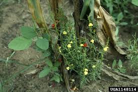 witchweed striga asiatica l photograph from usda aphis