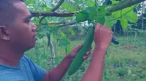 Pangape kag Pamahaw sa Aga