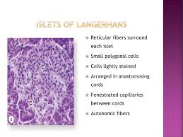 Jun 17, 2021 · the endocrine function of the pancreas is carried out by the pancreatic islets of langerhans. Histology Of Pancreas Ppt Download