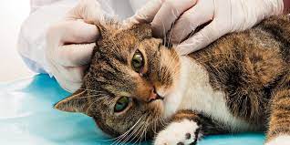 What To Do If Your Cat Has Ear Mites Causes Symptoms Prevention Treatment Daily Paws