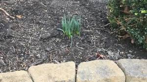 Check spelling or type a new query. Applying Pre Emergent Weed Control For Landscape Beds Fairway Green Inc